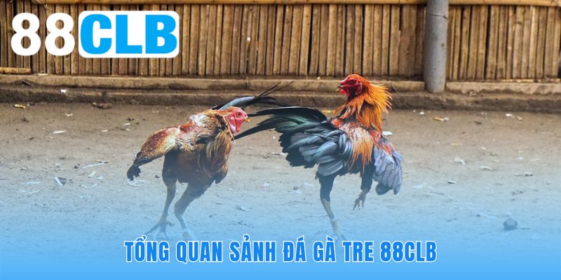 Sảnh đá gà tre 88CLB cung cấp không gian giải trí tốc độ đỉnh cao